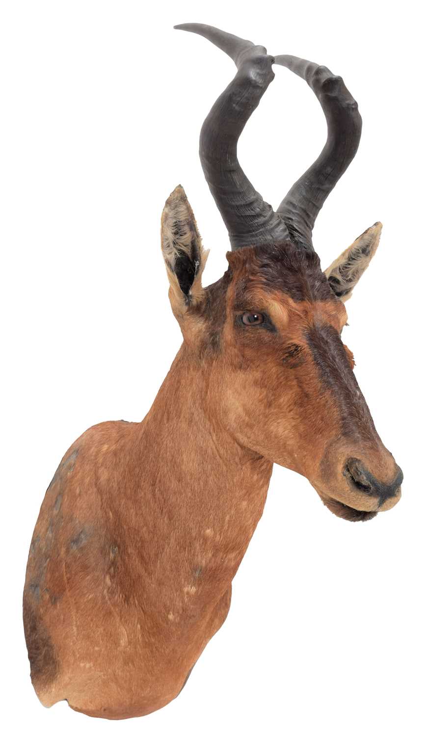 Taxidermy: Cape Red Hartebeest (Alcelaphus caama), circa 2003, South Africa, a high quality adult - Image 2 of 6