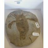 Fossil: A sea scorpion (Eurypterus Remipes) 6.5" x 5.5", Silurian