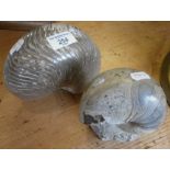 Fossils: Large polished Nautilus shell and a slightly smaller similar (2)