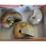 Fossils: 3 polished nautilus shells from Madagascar (120 million years old)