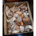 Collection of tropical sea shells