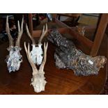 Taxidermy - stuffed chicken, and three deer skulls with antlers