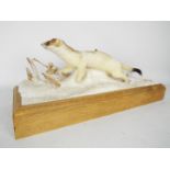 Taxidermy - A Mustela erminea (stoat or Eurasian ermine) on naturalistic winter setting base stood