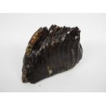 Natural History - Mammuthus primigenius, a juvenile woolly mammoth tooth,