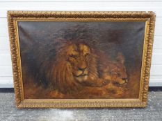 An early 20th century framed oil on canvas depicting a lion and lioness,