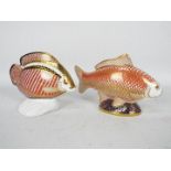 Royal Crown Derby - Two fish form paperweights comprising Golden Carp and Gourami,