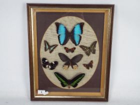Lepidopterology / Entomology - A glazed taxidermy butterfly display containing eight examples to