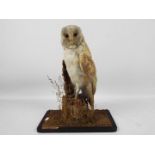 Taxidermy - A study of a barn owl (Tyto alba) perched on a stump in naturalistic setting,