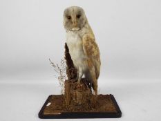 Taxidermy - A study of a barn owl (Tyto alba) perched on a stump in naturalistic setting,