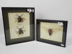 Entomology - Two glazed taxidermy displays comprising a Malaysian cicada and two beetles,