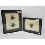 Entomology - Two glazed taxidermy displays comprising a Malaysian cicada and two beetles,