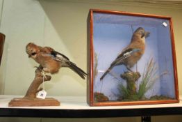 Two taxidermy of Jay's, one cased.