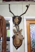 Mounted antlers and deer taxidermy head.