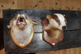 Two mounted taxidermy heads of badger and fox.