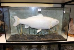 Cased taxidermy fish, 66cm by 36cm by 17cm.