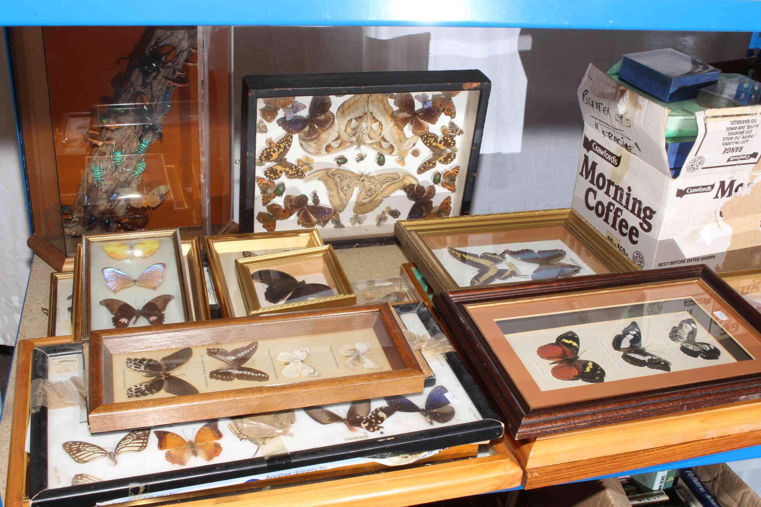 Large collection of cased and framed lepidoptera specimens. - Image 2 of 4
