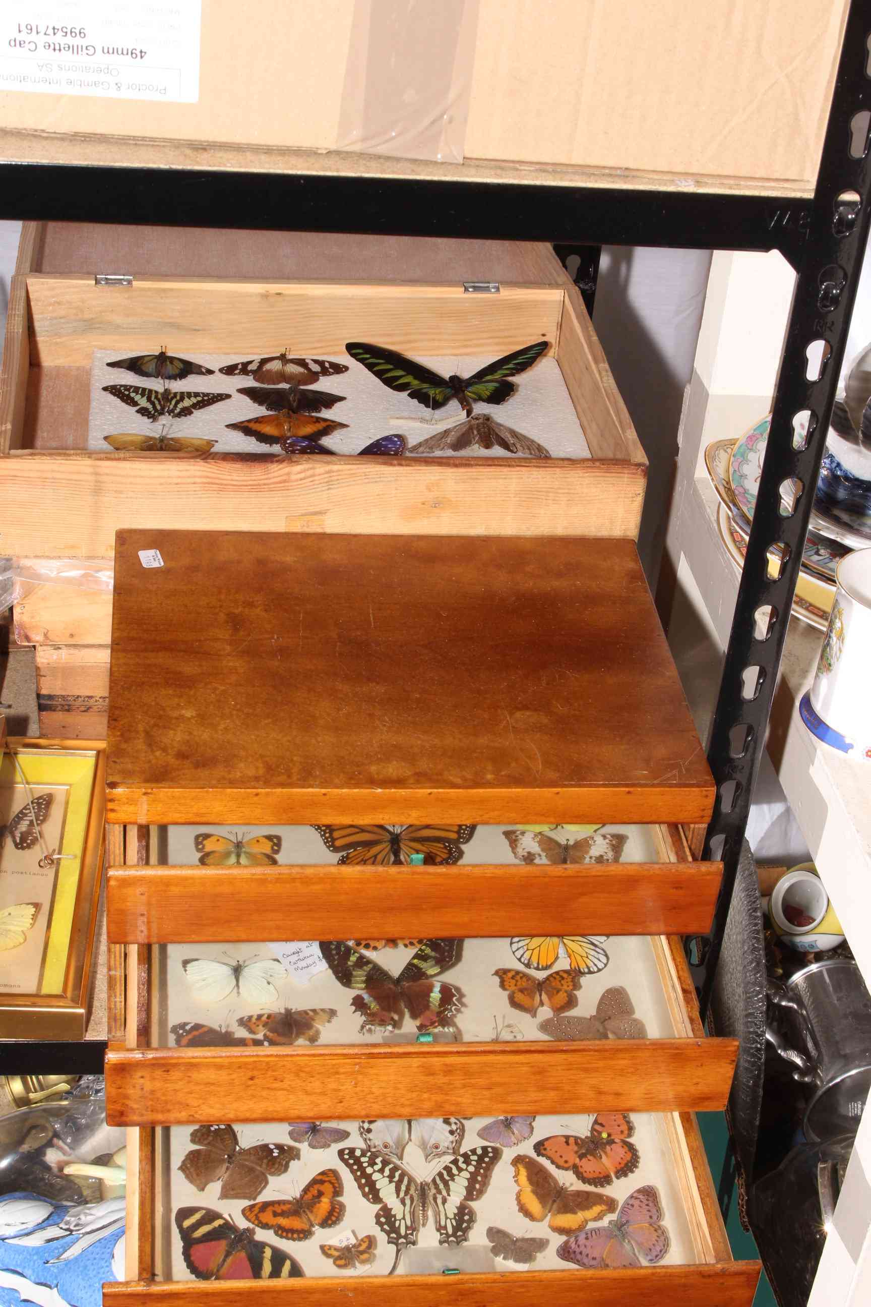 Large collection of cased and framed lepidoptera specimens. - Image 4 of 4