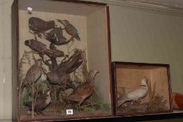 Two cased taxidermy birds including a dove and a group assortment of garden birds.