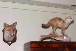 Taxidermy fox cub on wooden base and a mounted fox head on shield.