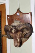 Taxidermy rams head on a mounted shield, 43cm high.