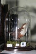 Taxidermy Dipper bird in domed glass case, 24cm high.