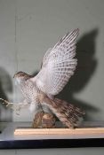 Taxidermy Sparrow Hawk on wooden stand, 39cm high.