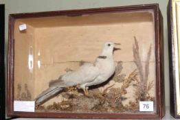 Taxidermy Collared Dove in case, 26cm high.