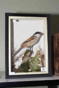 Taxidermy Brown Shrike in case, 38cm high.