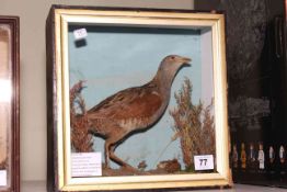 Taxidermy Corncrake in case, 28cm high.