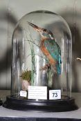 Taxidermy Kingfisher in domed glass case, 24cm high.