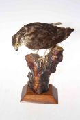 Taxidermy Sparrow Hawk on stand, 32cm high.