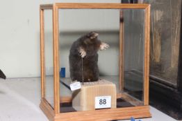 Taxidermy of a Bespectacled Mole in case, 22cm high.