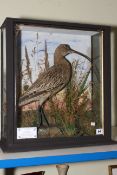 Taxidermy Curlew in glass case, 50cm high.