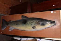 Plaster cast of a Salmon on wood mount, 123cm length.