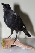 Taxidermy Crow bird perched on a branch, approximately 35cm length.