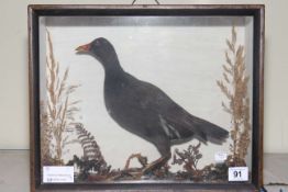 Taxidermy Moorhen in glass case, 30cm high.