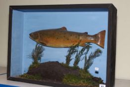 Taxidermy Trout in glass case, 63cm length.