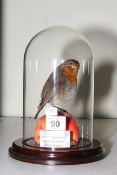 Taxidermy Robin in glass dome, 22cm high.