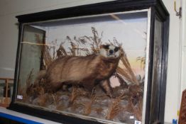 Taxidermy Badger in case, 104cm length.