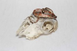 Taxidermy snake on skull, 17cm across.