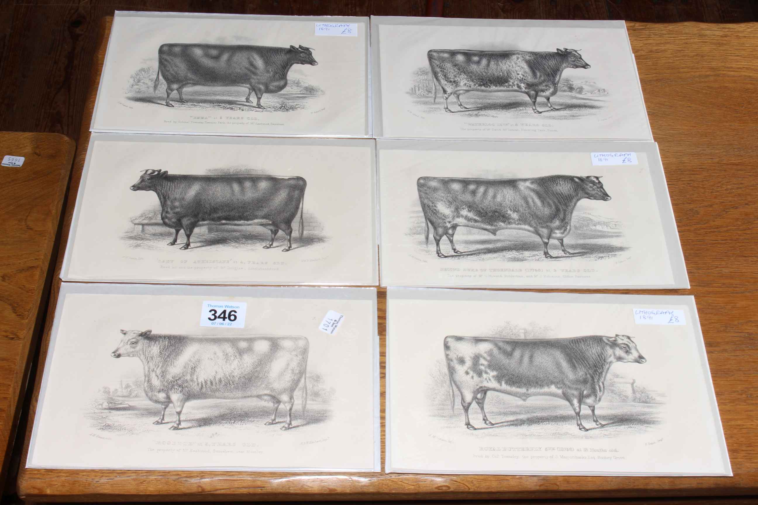 Set of six lithographs of Cattle and 33 Sheep prints. - Image 2 of 2