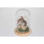 Taxidermy mouse in dressed glass dome, 17cm.