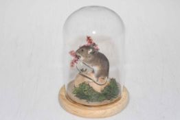 Taxidermy mouse in dressed glass dome, 17cm.