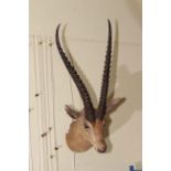 Taxidermy of a Gazelle head.