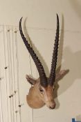 Taxidermy of a Gazelle head.
