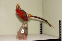 Taxidermy of Golden Pheasant, 48cm high.