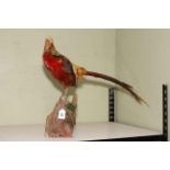 Taxidermy of Golden Pheasant, 48cm high.