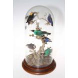 Victorian taxidermy of exotic birds on branches under glass dome, 44cm high.