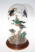 Victorian taxidermy of exotic birds on branches under glass dome, 44cm high.