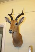 Taxidermy antelope, height 70cm.